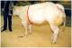 An other Graphite\'s half-sister, local champion 1998. 7 x pregnant